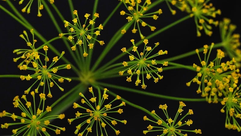 Grains of Paradise