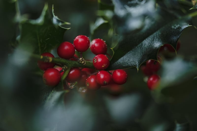 Tasmanian Pepperberry